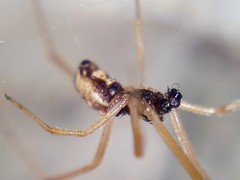 Latrodectus geometricus