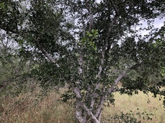 Sideroxylon celastrinum