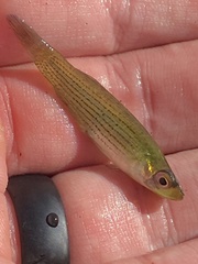 Fundulus blairae