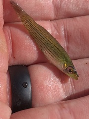 Fundulus blairae