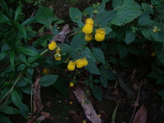 Calceolaria elatior