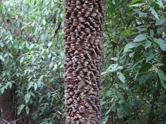 Anadenanthera colubrina