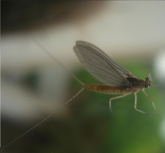 Ephemeroptera