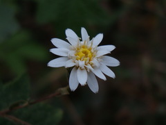 Jungia polita