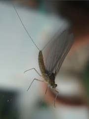 Ephemeroptera