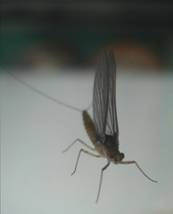 Ephemeroptera