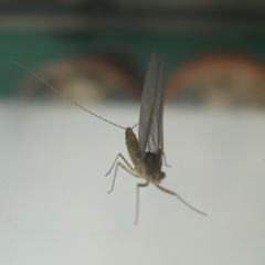 Ephemeroptera