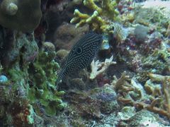 Canthigaster papua
