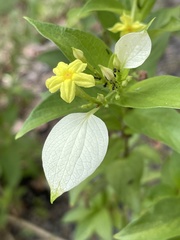 Mussaendeae