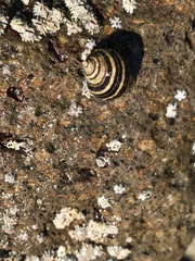 Nucella emarginata