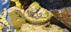 Pyura praeputialis