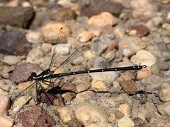 Austroargiolestes isabellae