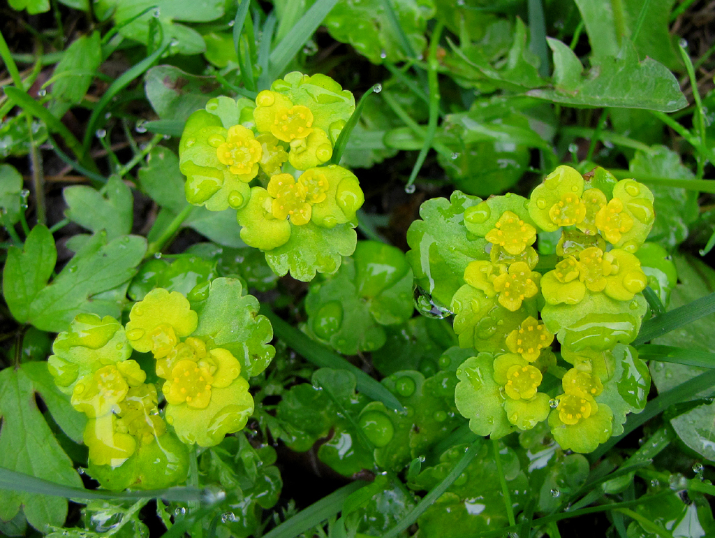 Chrysosplenium