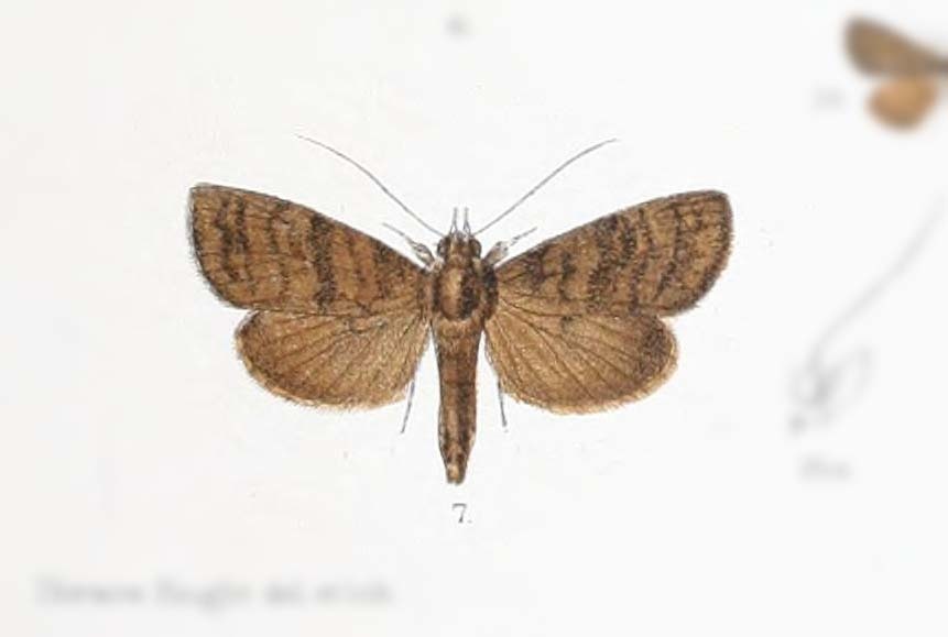 Avitta subsignans