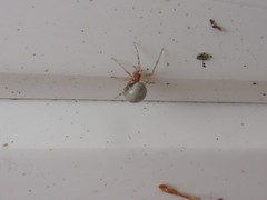 Theridiidae