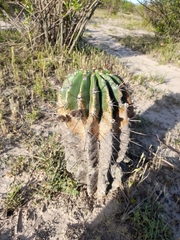 Echinopsis rhodotricha