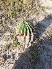 Echinopsis rhodotricha