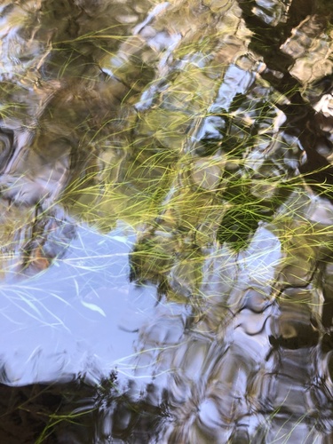 leafy pondweed (Potamogeton foliosus)