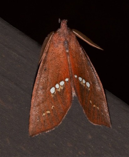 Large Necklace Moth photo 3