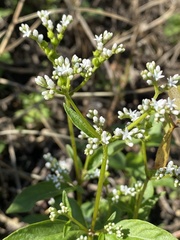 Mitreola