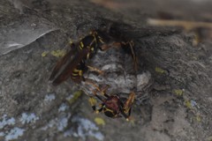 Polistes weyrauchorum