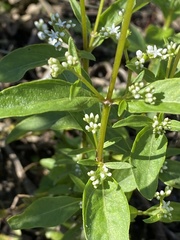 Mitreola