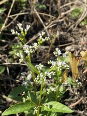 Mitreola