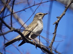 Turdus atrogularis