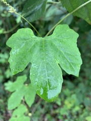 Diplocyclos palmatus