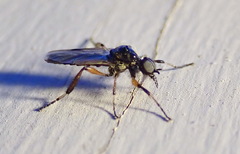 Bibio articulatus