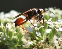 Sphex ichneumoneus