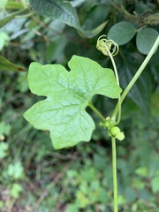 Diplocyclos palmatus