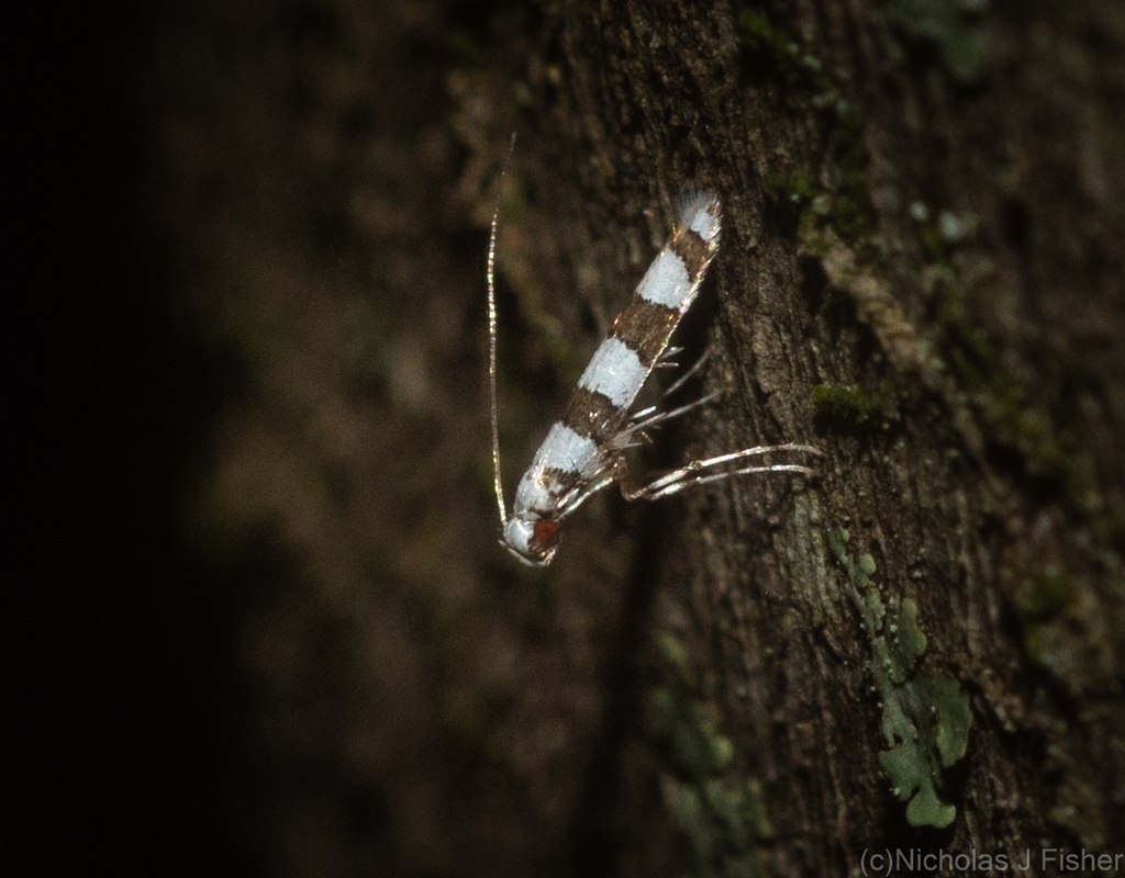 Acrocercops antigrapha