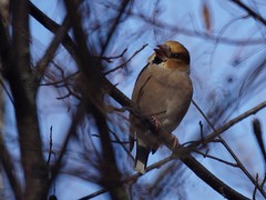 Coccothraustes coccothraustes