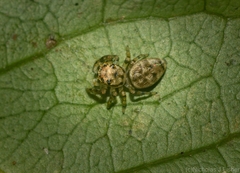 Opisthoncus barbipalpis