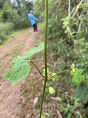 Diplocyclos palmatus