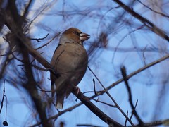 Coccothraustes coccothraustes