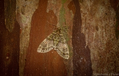 Tympanota perophora