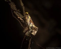 Monopis chrysogramma