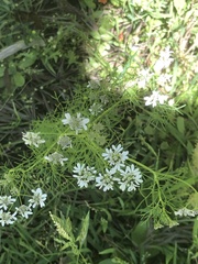 Coriandreae