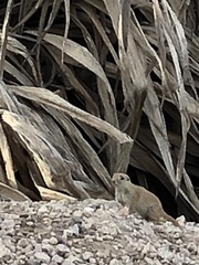 Xerospermophilus tereticaudus