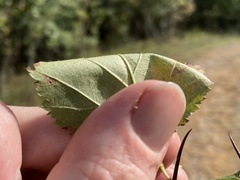 Crataegus intricata