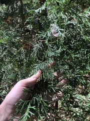 Chamaecyparis thyoides thyoides