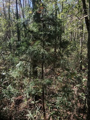 Chamaecyparis thyoides thyoides