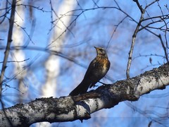 Turdus pilaris