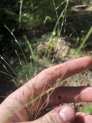 Eragrostis refracta