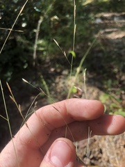 Eragrostis refracta