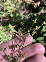 Juncus debilis