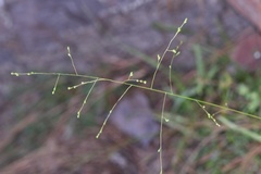 Kellochloa verrucosa