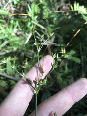Juncus debilis